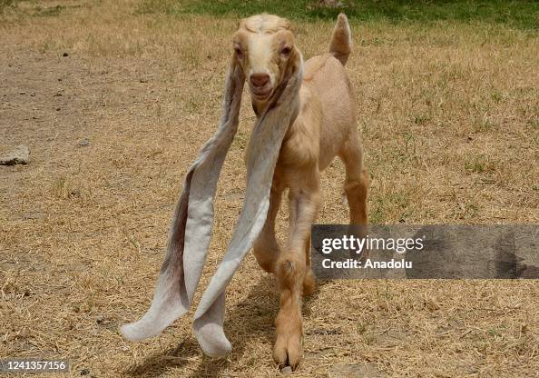 Baby goat Simba with World's longest ears in Pakistan Baby goat Simba with World's longest ears in Pakistan
