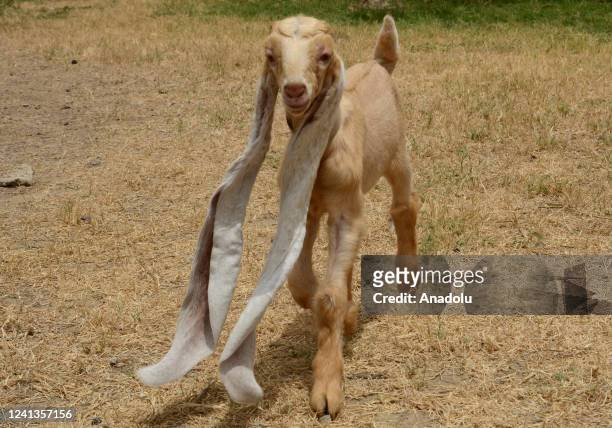 Baby goat named Simba, has the World's longest ears which are 48 cm , is seen in Karachi Pakistan on June 16, 2022.