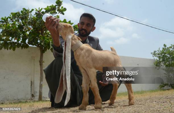 Owner of A baby goat named Simba, has the World's longest ears which are 48 cm , Muhammad Hassan Narejo feeds her in Karachi Pakistan on June 16,...