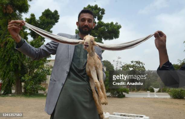 Baby goat named Simba, has the World's longest ears which are 48 cm , is seen with her owner in Karachi Pakistan on June 16, 2022.