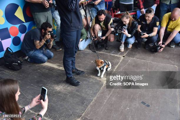 Journalists photograph the famous sapper dog Patron during a visit to Lviv. Jack Russel Terrier, called Patron, is a Ukrainian explosive sniffer dog...