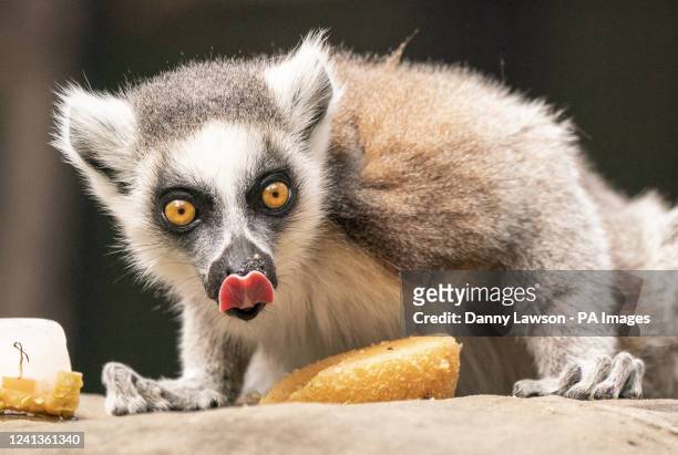 gebaar toekomst kassa 178 What Do Ring Tailed Lemurs Eat Photos and Premium High Res Pictures -  Getty Images