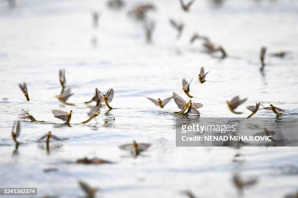 This photograph shows aquatic insects Tisas mayflies larvae on the banks of the Tisa river near the town of Kanjiza in Serbia, on June 16, 2022....