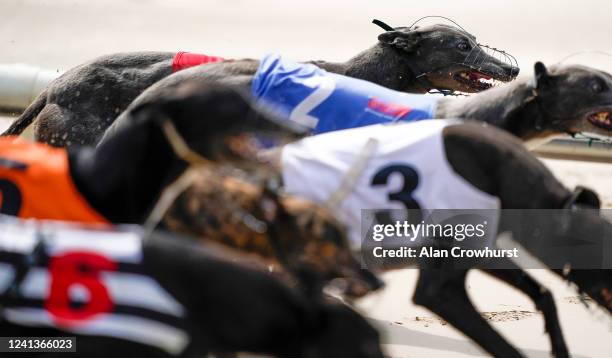 General view as greyhounds leave the traps in the first race of the day at Nottingham Greyhound Stadium on June 02, 2020 in Nottingham, England....