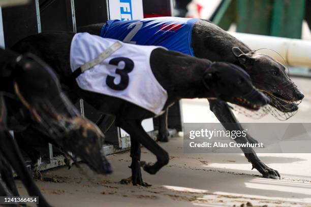 General view as greyhounds leave the traps in the first race of the day at Nottingham Greyhound Stadium on June 02, 2020 in Nottingham, England....