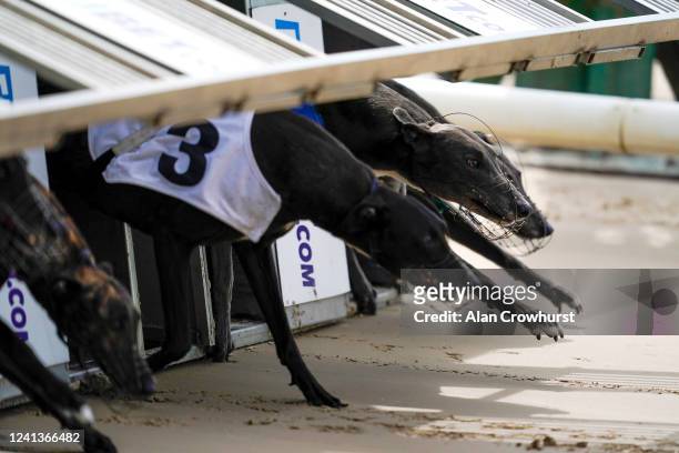 General view as greyhounds leave the traps in the first race of the day at Nottingham Greyhound Stadium on June 02, 2020 in Nottingham, England....