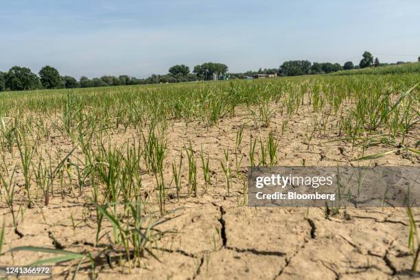 Cracked and dry earth in a paddy field in Lomello, province of Novara, Italy, on Friday, June 17, 2022. The Po river, that crosses Italys north...