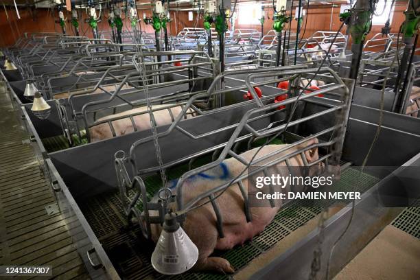 Picture taken on June 17, 2022 shows sows at a pigsty in Kerfourn, western France.
