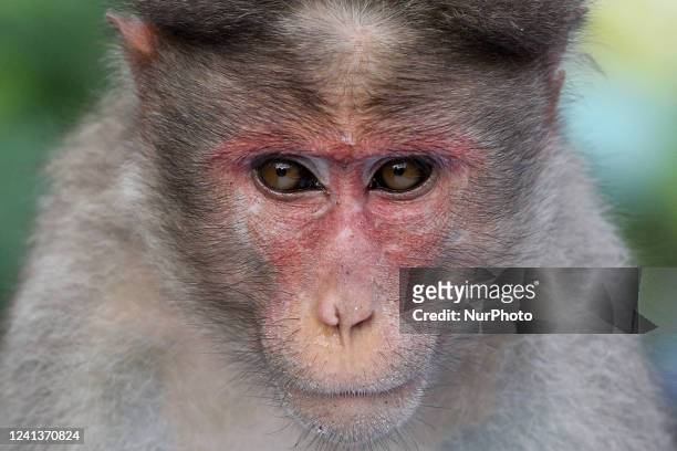 Rhesus monkey in Dindigul, Kodaikanal, Tamil Nadu, India, on May 15, 2022.