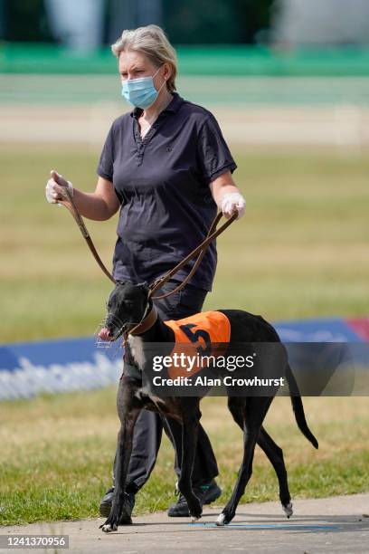 The greyhounds are paraded as the handlers wear face coverings at Nottingham Greyhound Stadium on June 02, 2020 in Nottingham, England. Greyhound...