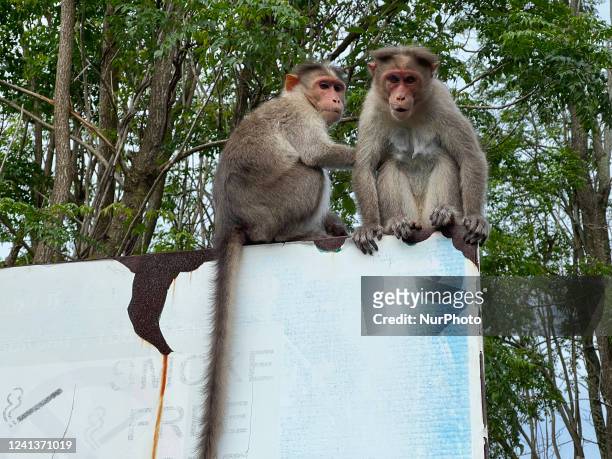 Rhesus monkeys venture out from the thick forest in search of food along the roadside in Dindigul, Kodaikanal, Tamil Nadu, India, on May 15, 2022.