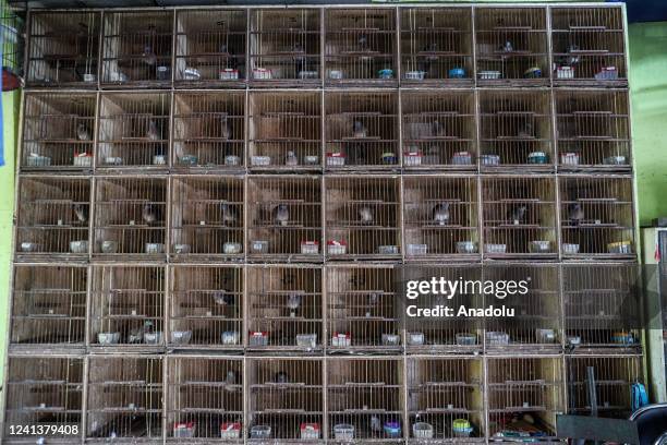 Birds are for sale in cages at the bird market in Malang, East Java Province, Indonesia, June 18, 2022. Around 75 million birds are kept as pets in...