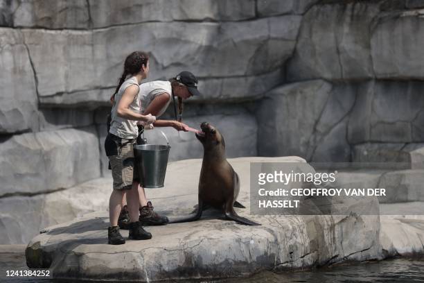 Zookeepers feed a sea lion, as staff monitor the animals during heatwave conditions sweeping across France, in the Vincennes Zoo, on the outskirts of...