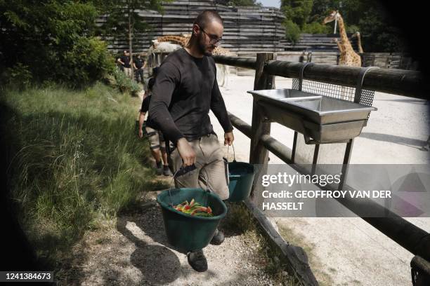 Zookeeper prepares to fill a trough with watermelon for giraffes as he monitors animals during heatwave conditions sweeping across France, in the...