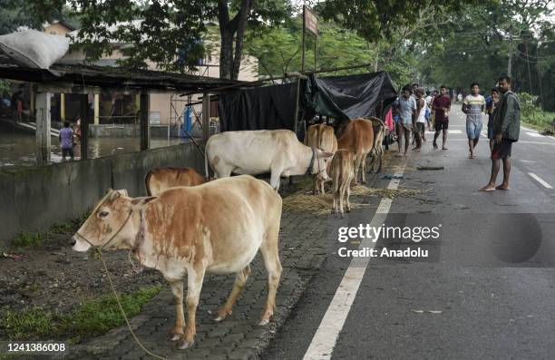 Domestic cattles on road after flooding due to heavy rainfall, at a village on June 18, 2022 in Nalbari, India. Assam flood situation deteriorates...