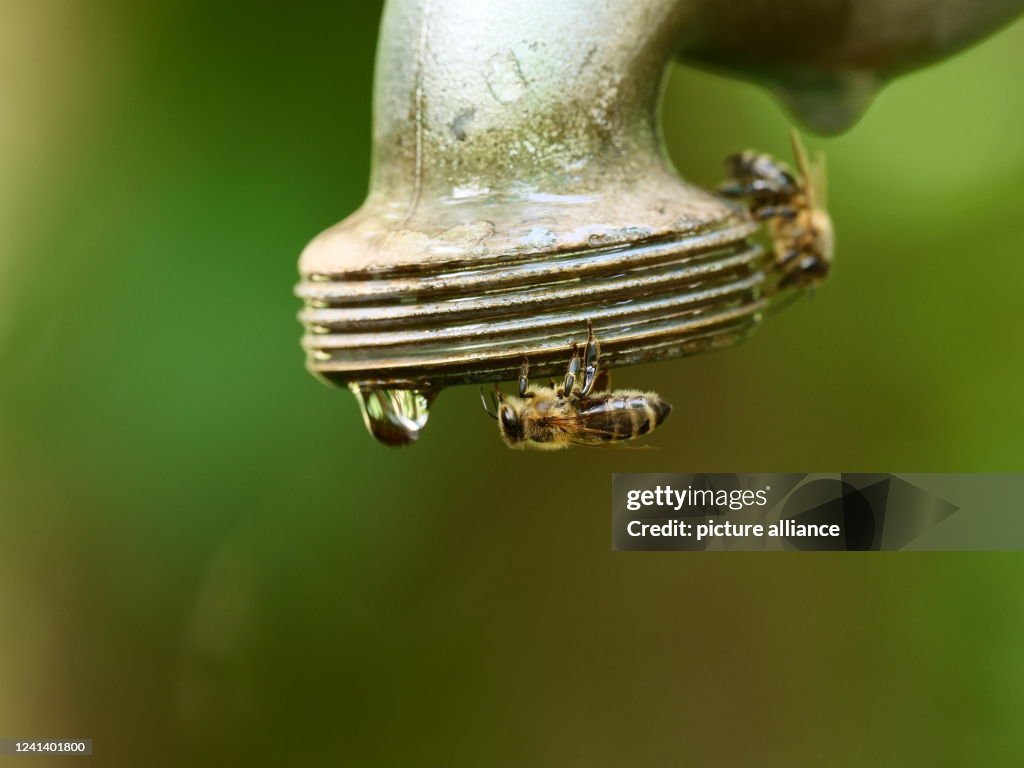 Bees in search of water at old tap