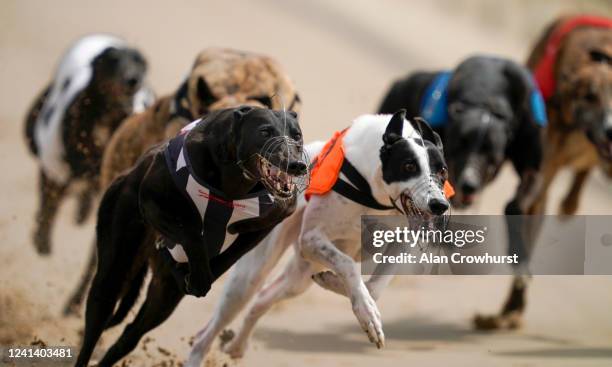 Camps Quivers wins the second race at Nottingham Greyhound Stadium on June 02, 2020 in Nottingham, England. Greyhound racing across England is...