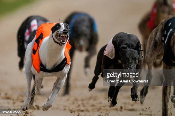 Camps Quivers win the second race at Nottingham Greyhound Stadium on June 02, 2020 in Nottingham, England. Greyhound racing across England is...