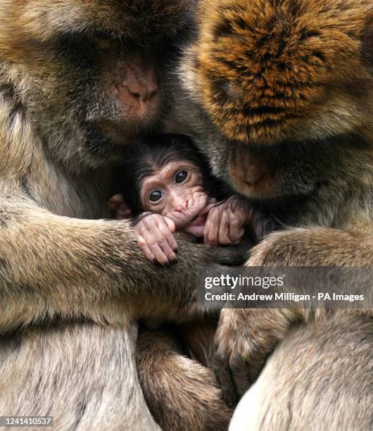 Baby macaque, named Fia by her keepers, with its mother Liberty and father Phil at Blair Drummond Safari and Adventure Park, near Stirling. The...