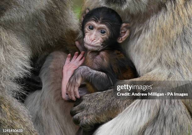 Baby macaque, named Fia by her keepers, with its mother Liberty and father Phil at Blair Drummond Safari and Adventure Park, near Stirling. The...