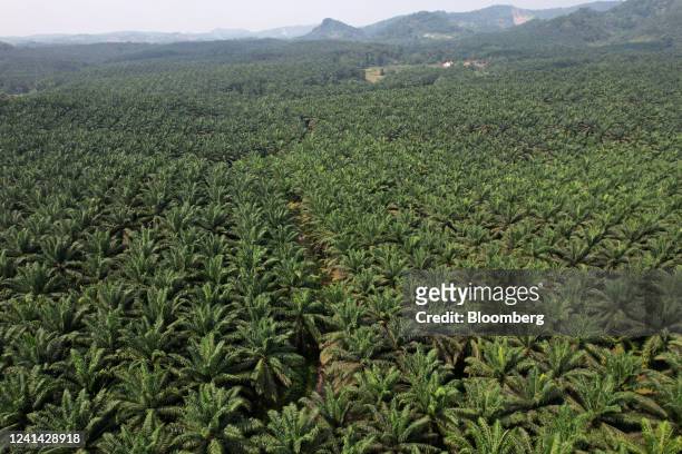 Palm oil trees grow at the Cikasungka palm oil plantation, operated by PT Perkebunan Nusantara VIII, in Bogor Regency in West Java, Indonesia, on...