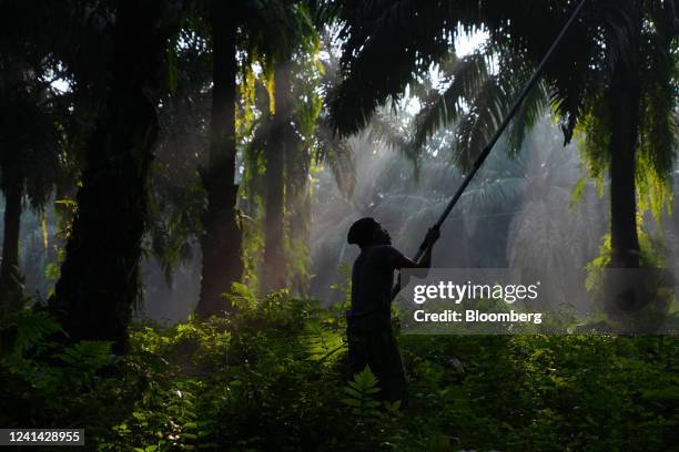 Worker harvests palm oil fruit at the Cikasungka palm oil plantation, operated by PT Perkebunan Nusantara VIII, in Bogor Regency in West Java,...