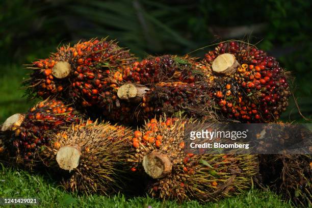 Harvested palm oil fruit at the Cikasungka palm oil plantation, operated by PT Perkebunan Nusantara VIII, in Bogor Regency in West Java, Indonesia,...