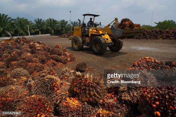 Tractor moves harvested palm oil fruit at the Cikasungka palm oil processing factory, operated by PT Perkebunan Nusantara VIII, in Bogor Regency in...