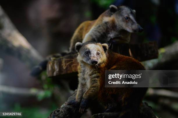 Coatis are seen in their specialized area in Cali, Colombia on June 15, 2022. The zoo, founded in 1969, is located in the city of Santiago de Cali,...