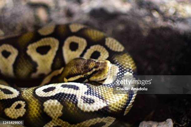 In the habitat of snakes there is a wide variety between poisonous and non-poisonous. Cali, Colombia on June 15, 2022. The zoo, founded in 1969, is...