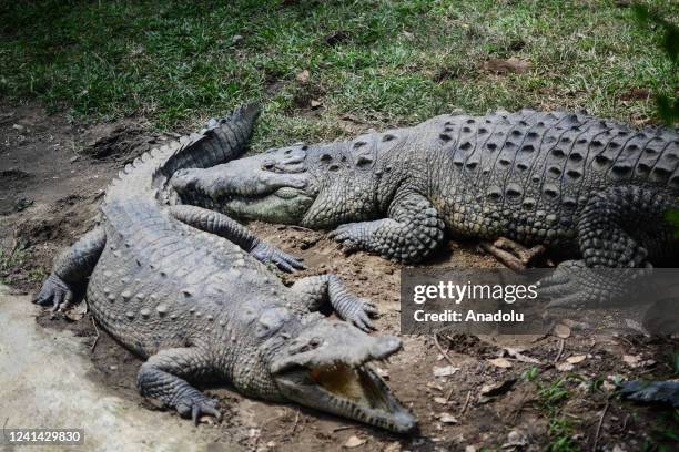 Crocodiles are the largest reptiles found in the zoo. Cali, Colombia on June 15, 2022. The zoo, founded in 1969, is located in the city of Santiago...