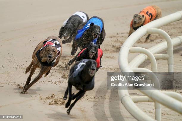 Ashgrove Raven rails out of the last bend to get up on the run-in to win at Nottingham Greyhound Stadium on June 02, 2020 in Nottingham, England....