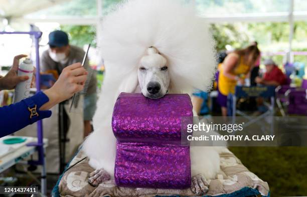 Young Choi grooms her Standard Poodle during the Breed Judging at the 146th Westminster Kennel Club Dog Show at the Lyndhurst Mansion, New York, on...