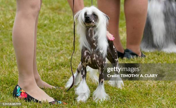 Chinese Crested in the ring during the Breed Judging at the 146th Westminster Kennel Club Dog Show at the Lyndhurst Mansion, New York, on June 21,...