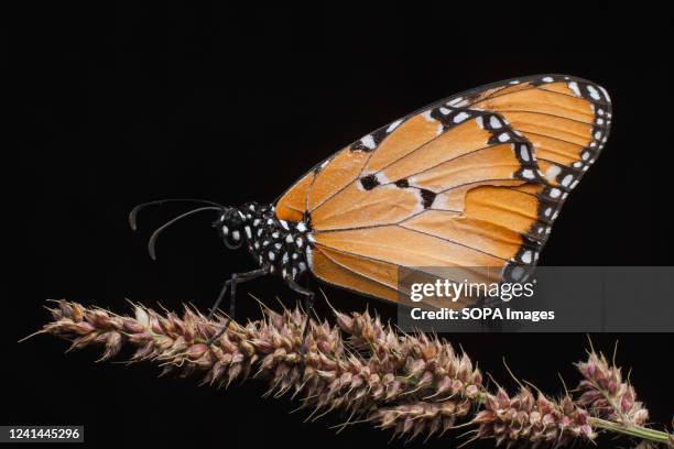 The Plain Tiger butterfly, scientific name Danaus chysippus. Butterflies are among the most familiar and popular of all insects. Kenya has about 559...