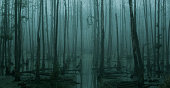 Empty, misty swamp in the moody forest