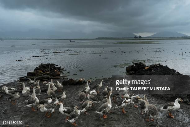 Geese stand on the shore of Dal Lake after a heavy rainfall in Srinagar on June 22, 2022.