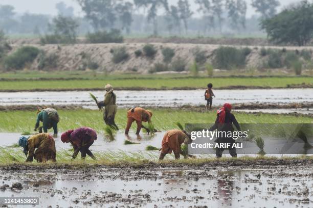 Farmers work at a paddy field on the outskirts of Lahore on June 22, 2022.