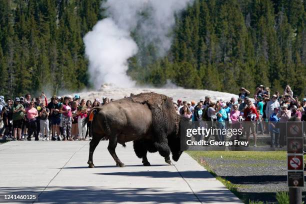 Bison walks past people who just watched the eruption of Old Faithful Geyser in Yellowstone National Park, which has been closed for more than a...