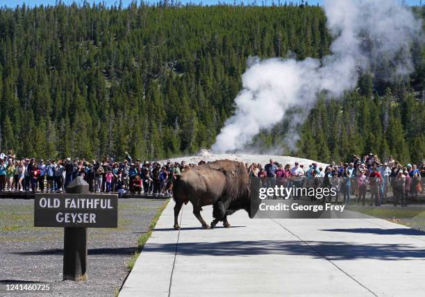 Bison walks past people who just watched the eruption of Old Faithful Geyser in Yellowstone National Park, which has been closed for more than a...