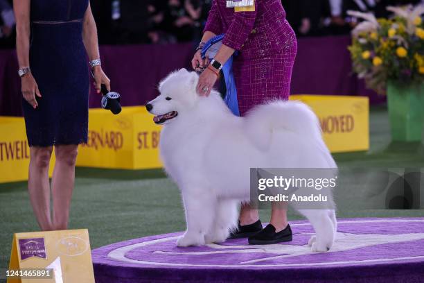 Samoyed wins on Working Group in the 146th Annual Westminster Kennel Club Dog Show in Tarrytown of New York, United States on June 22, 2022.