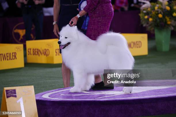 Samoyed wins on Working Group in the 146th Annual Westminster Kennel Club Dog Show in Tarrytown of New York, United States on June 22, 2022.