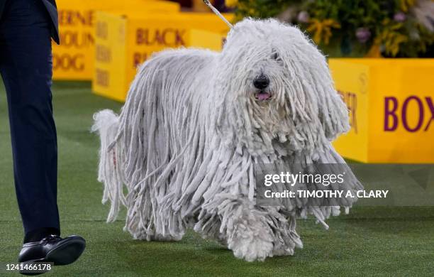 Komondor competes in the ring during the Working Group judging at the 146th Westminster Kennel Club Dog Show at the Lyndhurst Mansion, in Tarrytown,...