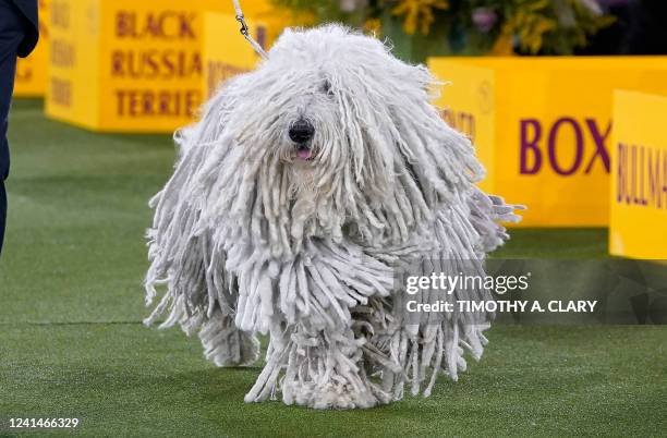Komondor competes in the ring during the Working Group judging at the 146th Westminster Kennel Club Dog Show at the Lyndhurst Mansion, in Tarrytown,...