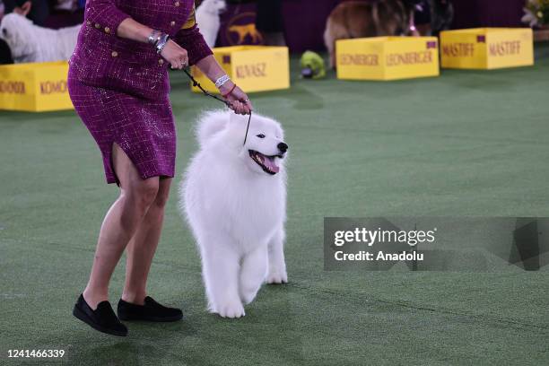 Samoyed wins on Working Group in the 146th Annual Westminster Kennel Club Dog Show in Tarrytown of New York, United States on June 22, 2022.