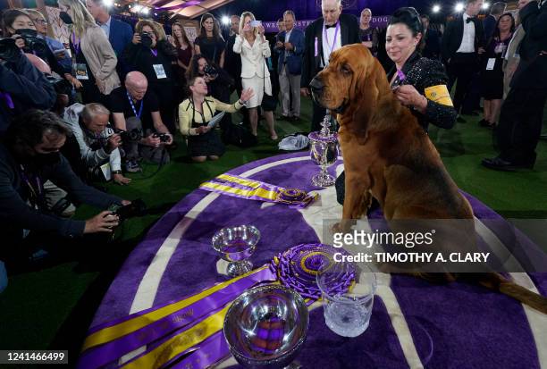 Trumpet the bloodhound poses with breeder and handler Heather Buehner after winning Best in Show at the 146th Westminster Kennel Club Dog Show at the...