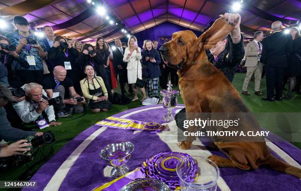 Trumpet the bloodhound poses with breeder and handler Heather Buehner after winning Best in Show at the 146th Westminster Kennel Club Dog Show at the...