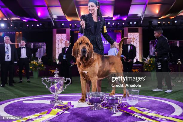 Trumpet, a bloodhound wins Best in Show at the 146th Annual Westminster Kennel Club Dog Show in Tarrytown of New York, United States on June 22, 2022.