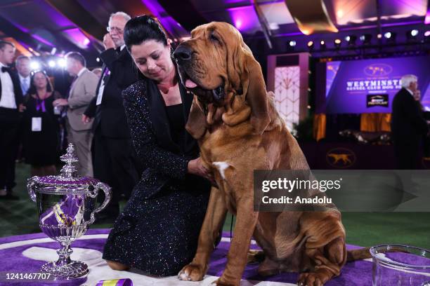 Trumpet, a bloodhound wins Best in Show at the 146th Annual Westminster Kennel Club Dog Show in Tarrytown of New York, United States on June 22, 2022.