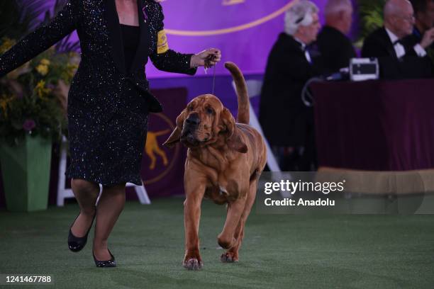 Trumpet, a bloodhound wins Best in Show at the 146th Annual Westminster Kennel Club Dog Show in Tarrytown of New York, United States on June 22, 2022.